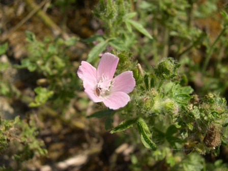 Althaea hirsuta